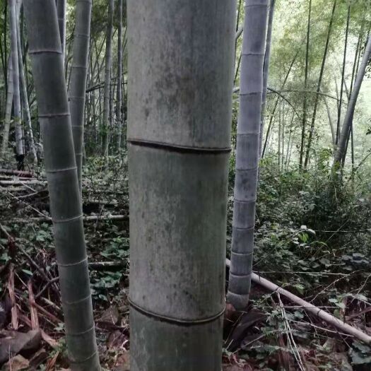 南陵县孝顺竹