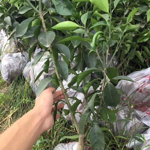 绵竹市爱媛38号柑桔苗 嫁接苗 0.5~1米 