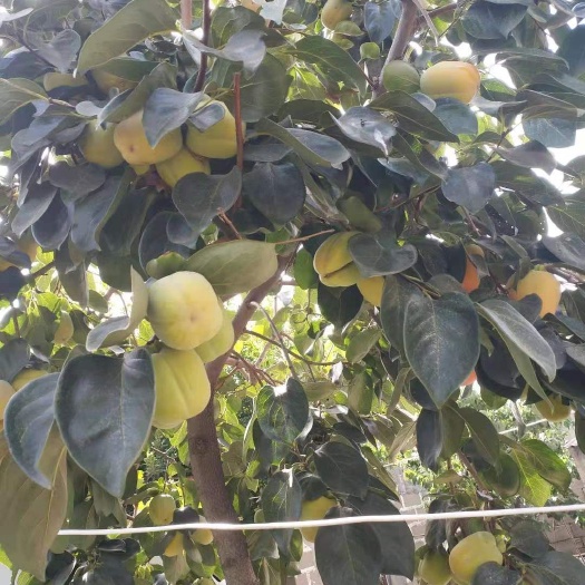 平邑县牛心柿苗 柿子树苗