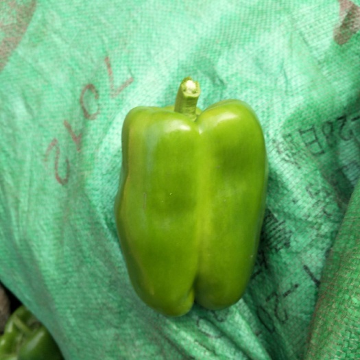 大名县 圆椒 尖椒 大量