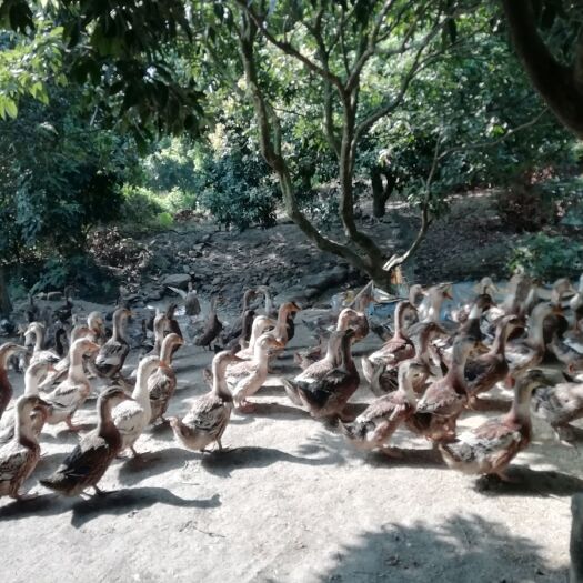 惠州土鸡 果园潲水鸭