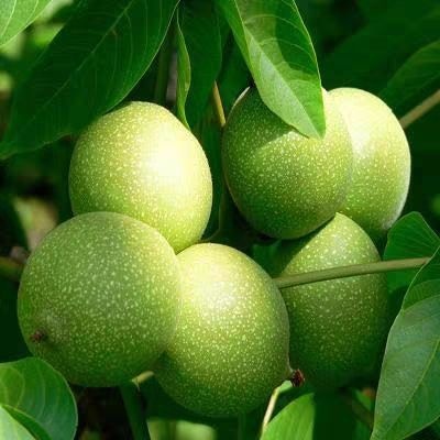 平邑县8518核桃苗  嫁接核桃树苗薄皮核桃苗盆栽地栽当年接果南北方种植果树苗包邮