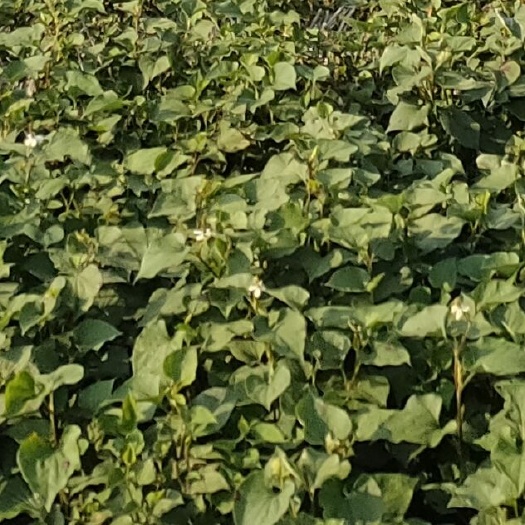 江油市白茎鱼腥草