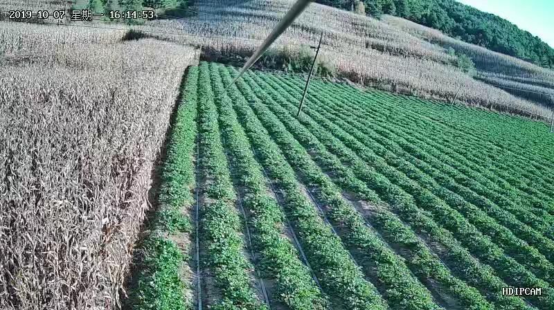  夏季草莓苗，蒙特瑞。至全国夏季草莓种植户的一个提示请一定要