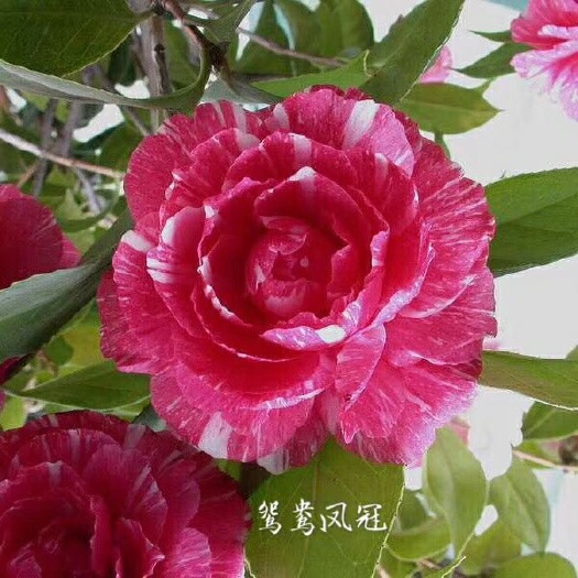 漳平市 名贵品种茶花：鸳鸯凤冠 带花苞产地发货快递包邮