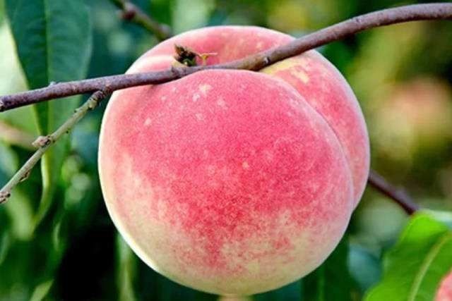 嘉祥县 蜜桃映霜红桃6－8两大量供应