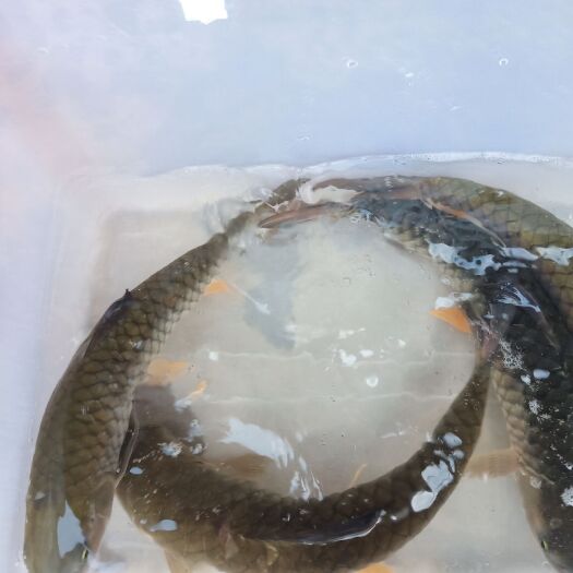 南平沙光鱼 山泉水光鱼