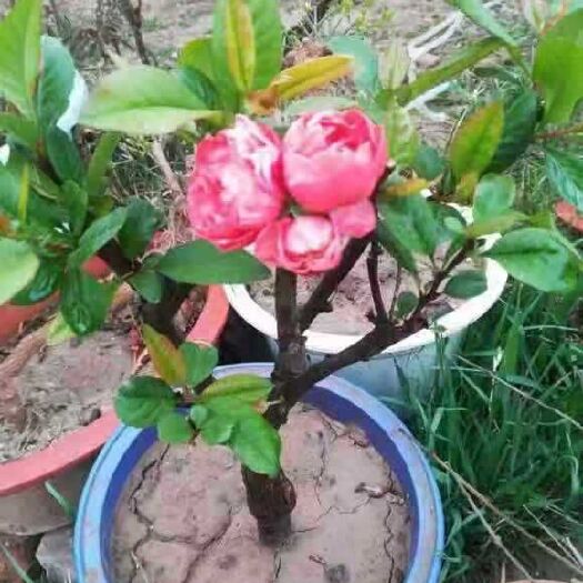 沭阳县 绿宝石海棠花，白海棠花，世界一，复色海棠花