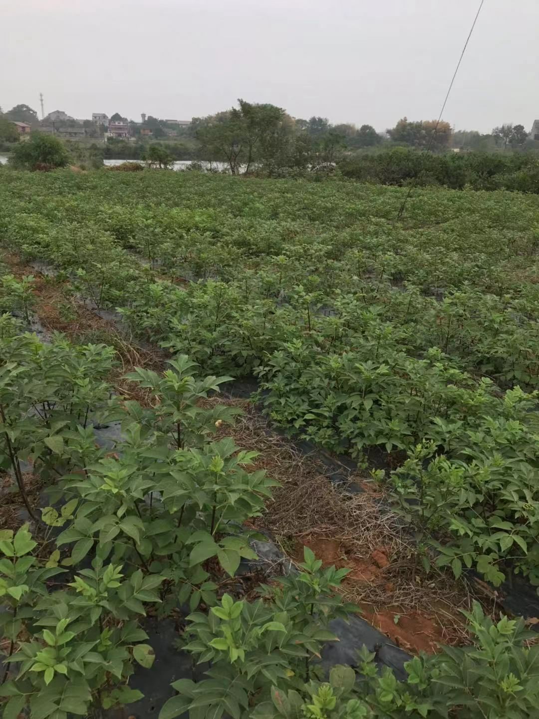 吴茱萸苗 江西中花 吴茱萸种苗