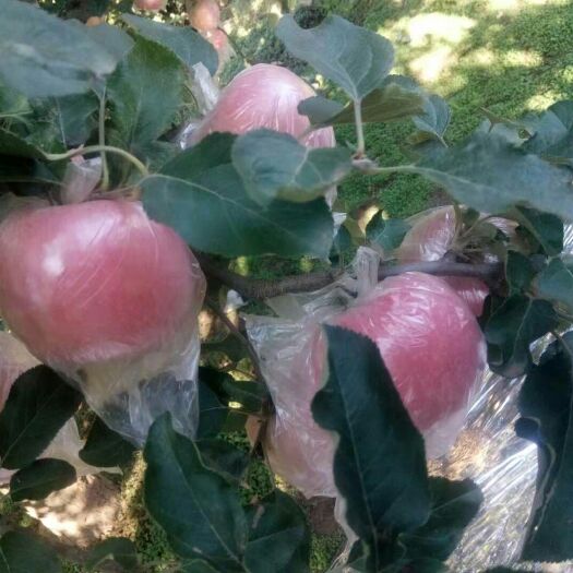 饶阳县 苹果