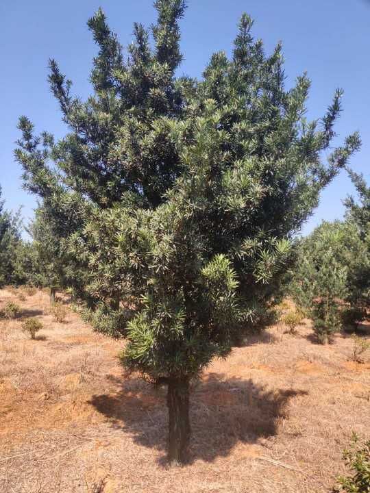  罗汉松10－15公分