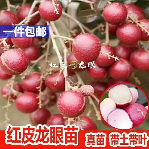 灵山县红皮龙眼苗