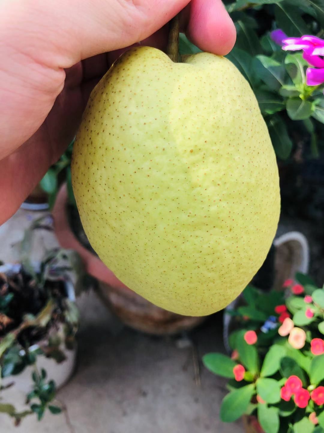  自家种植长把梨，家有九千多斤，急需处理