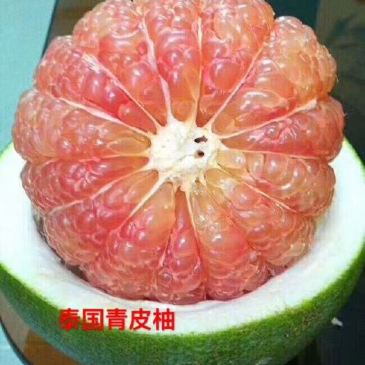 灵山县 柚树苗青柚苗越南青皮红心柚子苗