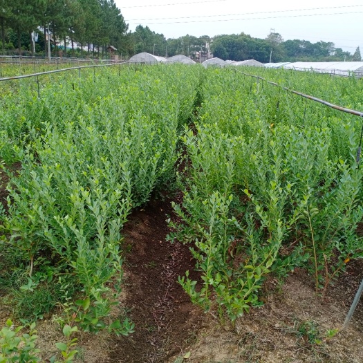 诸暨市高从蓝莓苗