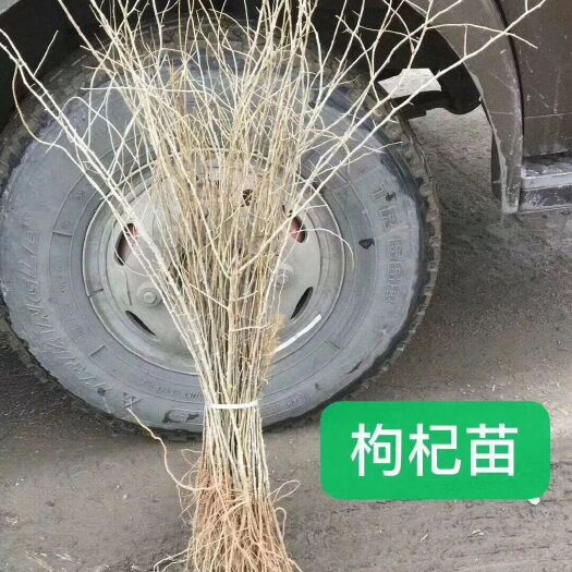 公主岭市 红枸杞苗