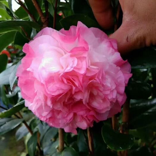 漳平市 名贵品种茶花：奴酒宝石16杯原生盆产地发货快递包邮