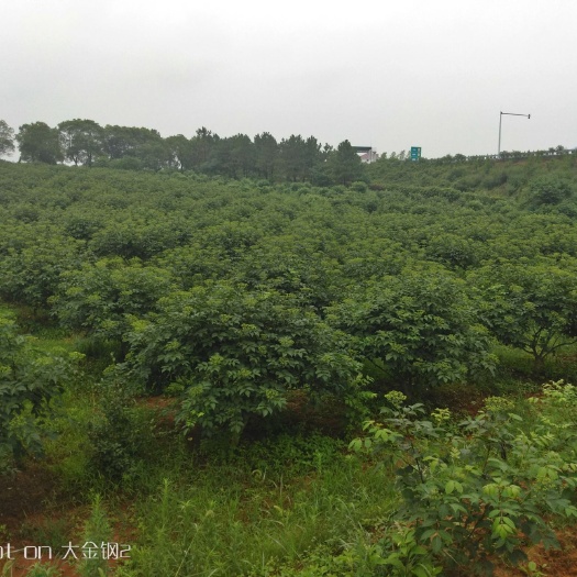 樟树市吴茱萸苗 江西中花 吴茱萸种苗