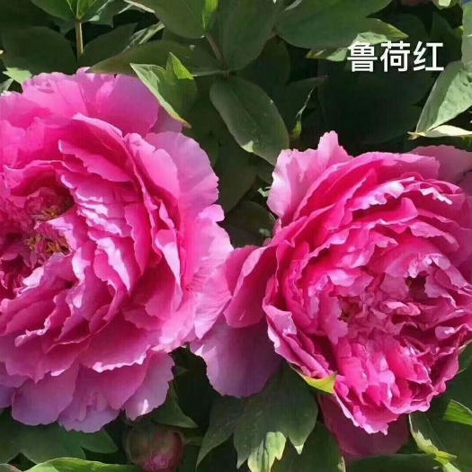  观赏牡丹鲁何红