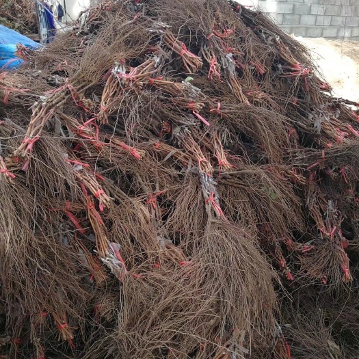 绥中县 京亚葡萄苗