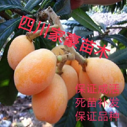 大五星枇杷苗 基地现挖保湿发货品种纯正盆栽地栽当年结果