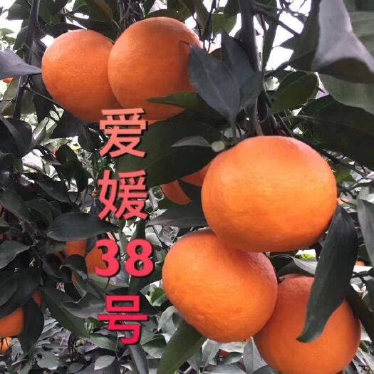 简阳市爱媛38号柑桔苗 爱媛38果肉橙