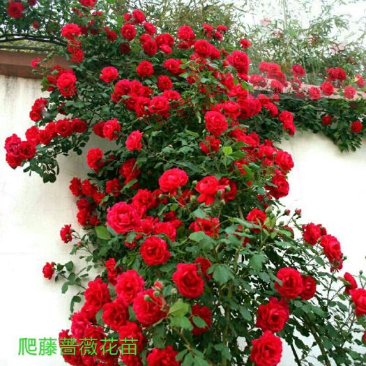 爬薔薇  爬藤薔薇花苗，爬藤月季，開花爆滿，濃香型，適合庭院