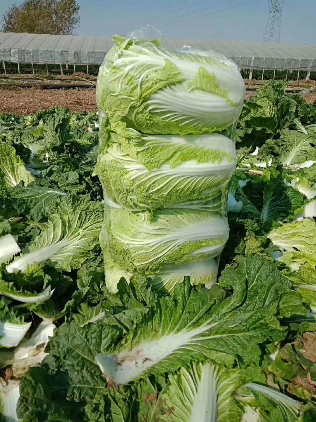 青雜三號白菜 產地直銷，量大優(yōu)先