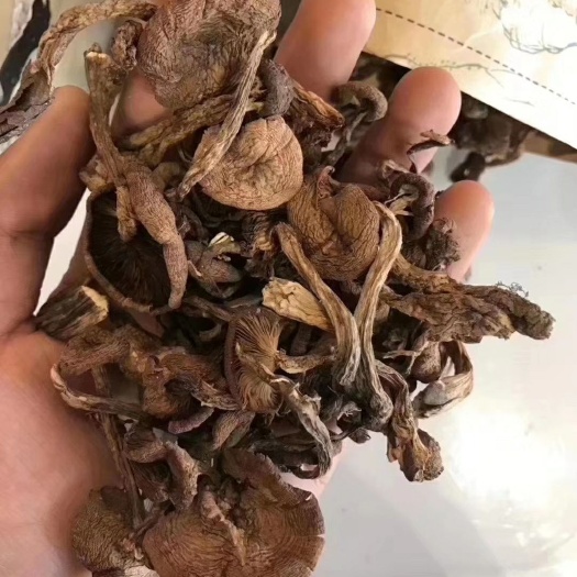 靖宇县 东北野生榛蘑