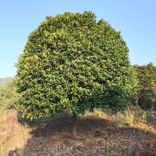 全州县金桂