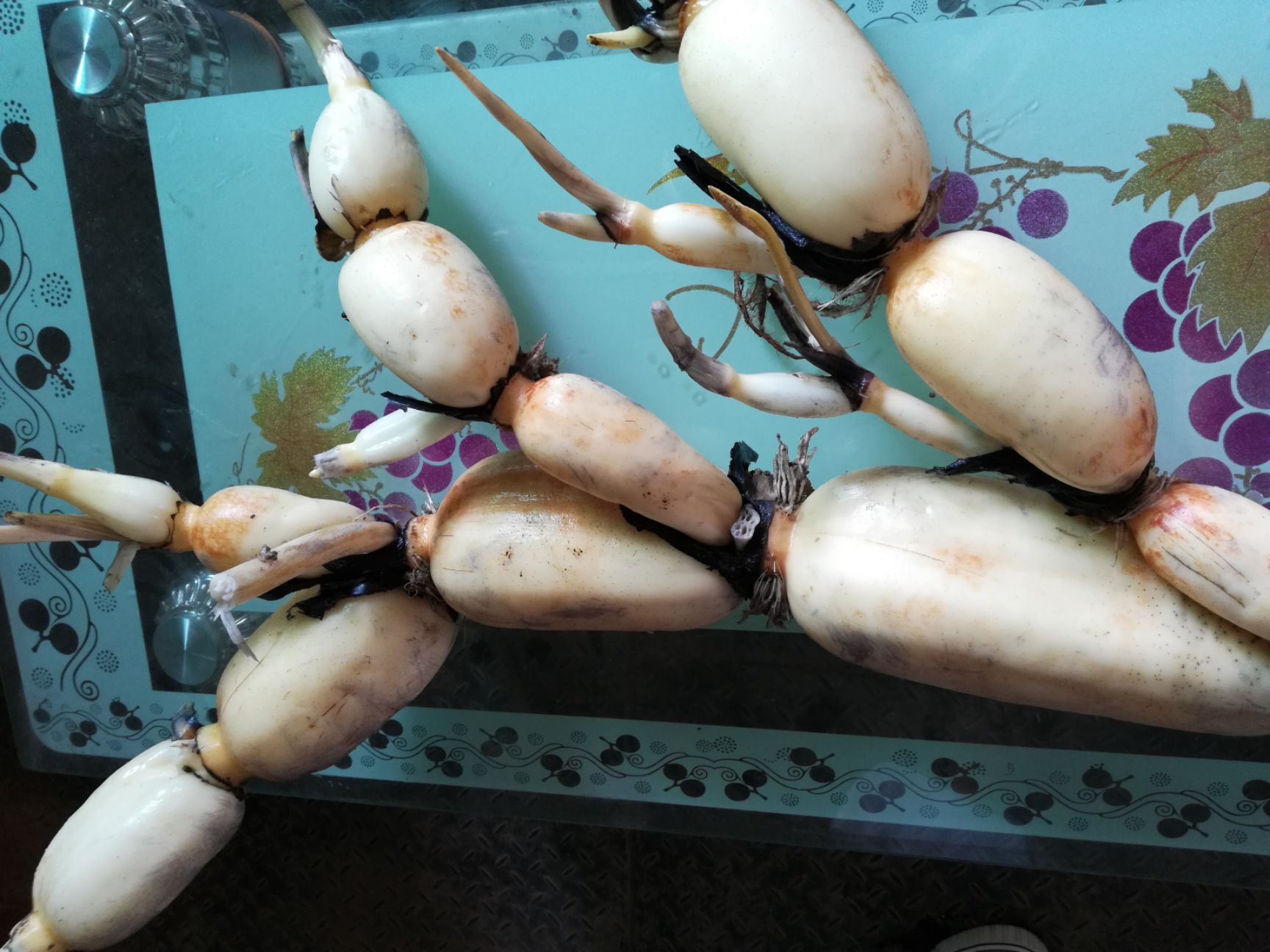 田莲藕，莲藕，白莲藕