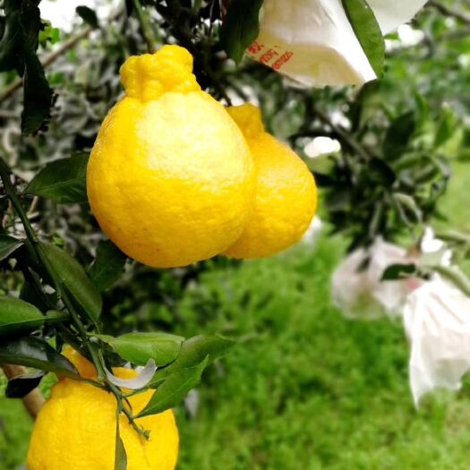 柠檬不知火苗，晚熟品种，四月中旬上市。脆甜，宜储存，宜运输