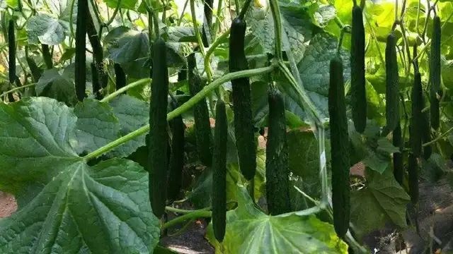 莘县 新鲜黄瓜