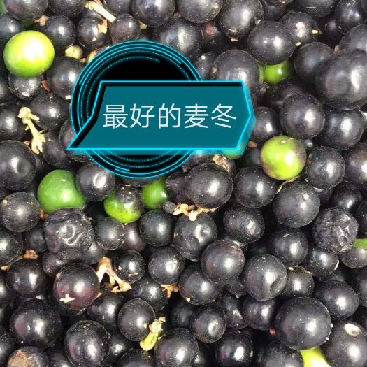 安国市 刚刚产新的麦冬种子有需要的你说话