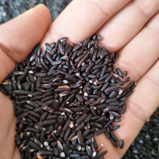 平南县富硒黑米 富硒黑糯米