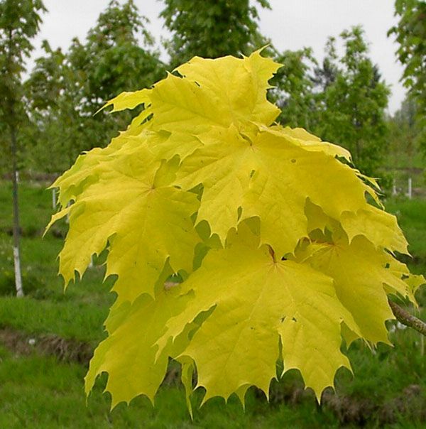 糖槭种子 当年新采美国红枫种子  日本红枫种子 秋火焰红