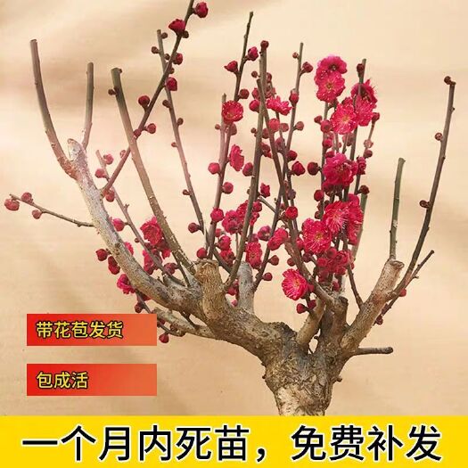 沭阳县 红梅，乌梅，绿梅，宫粉，原生骨里红盆栽盆景