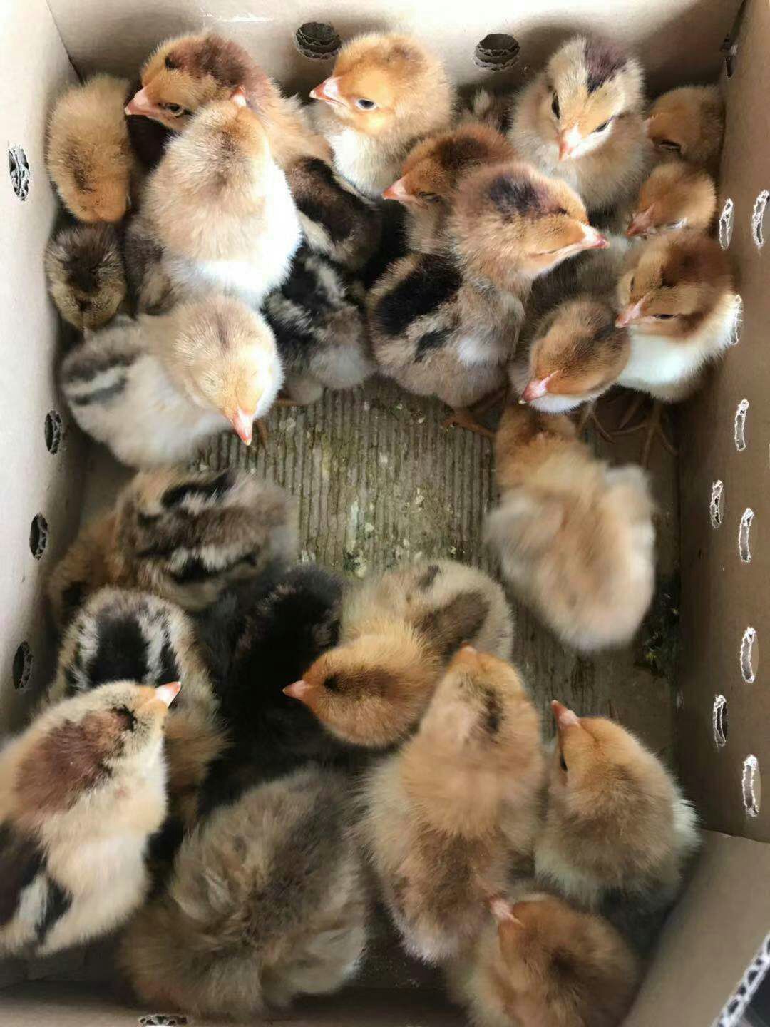 爆款！ 灵山土鸡苗出壳苗，出厂疫苗（有经营许可证，放心买）