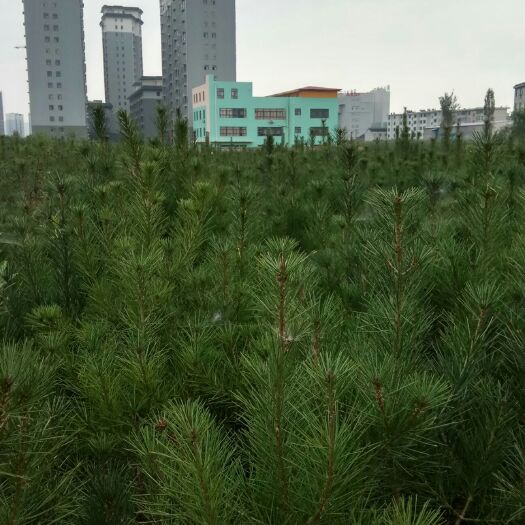 陇县普通白皮松 优质苗子