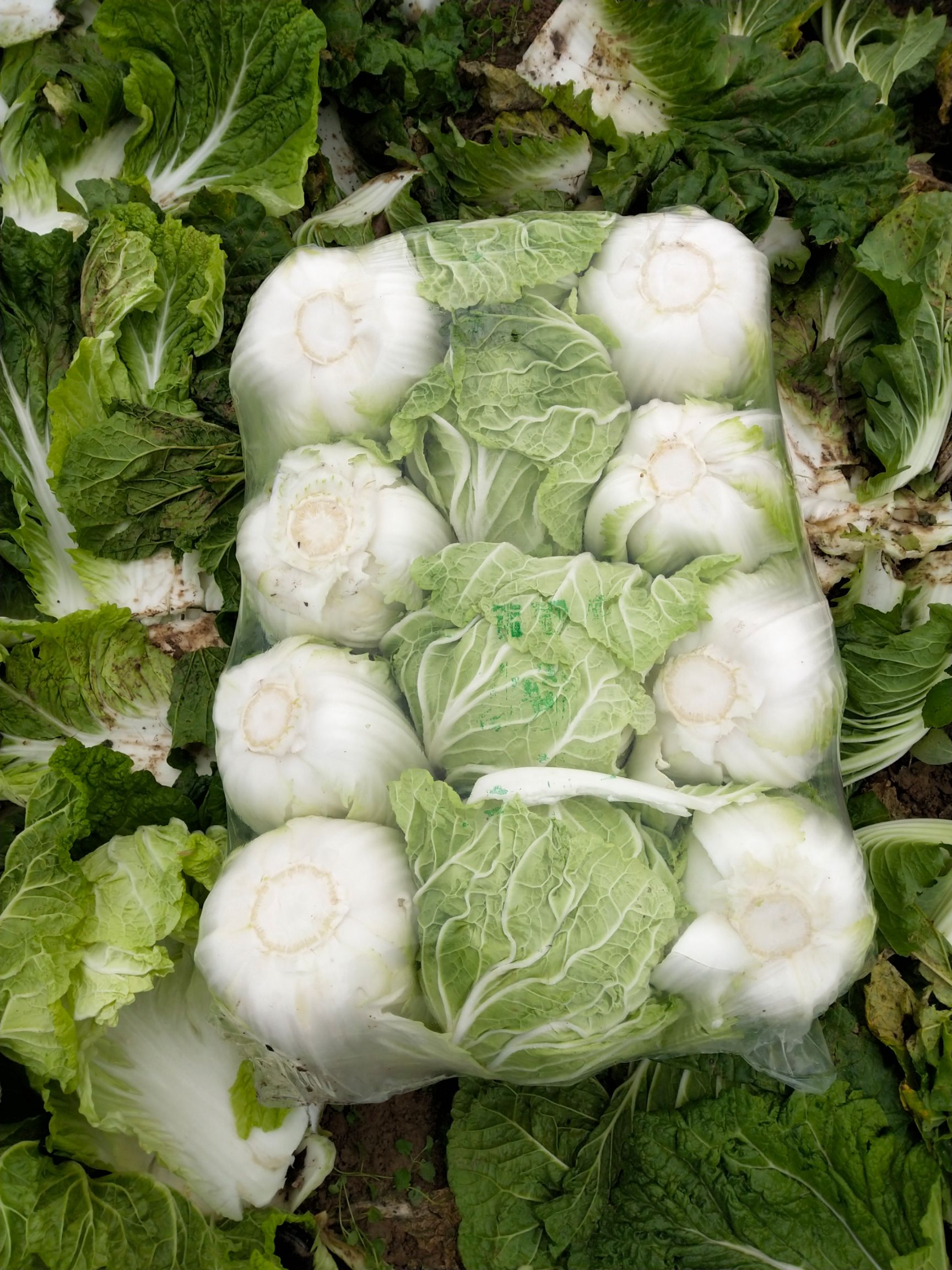 青雜三號白菜 產地直銷，量大優(yōu)先