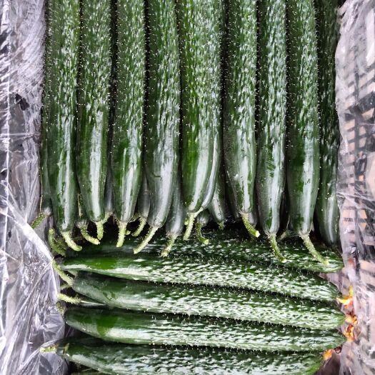 昆明 昆明黄瓜  向外供货  全年365天不断货 质量好  价格