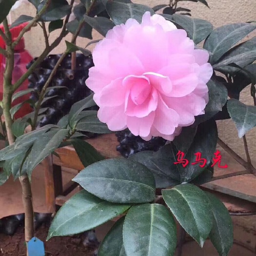 漳平市 名贵品种茶花：乌马克 16杯带花苞产地发货快递包邮