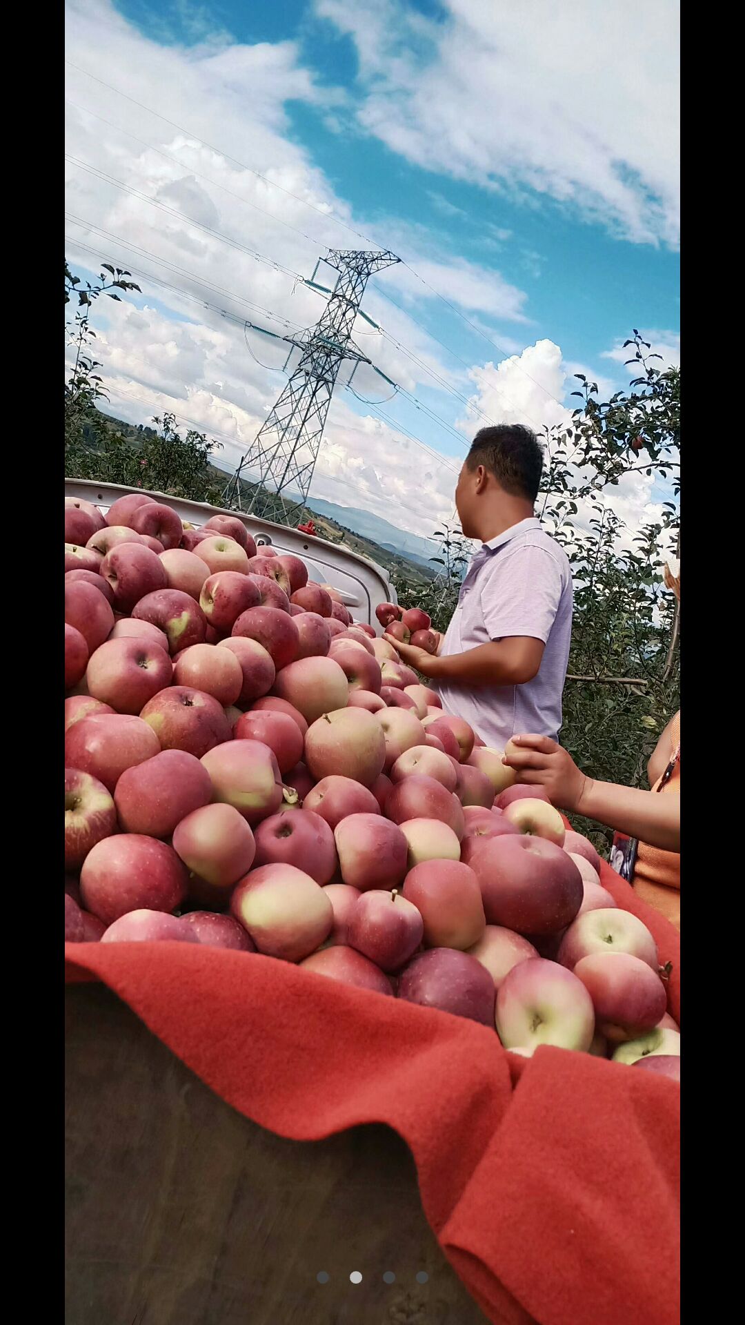 红富士苹果 高原糖心红富士