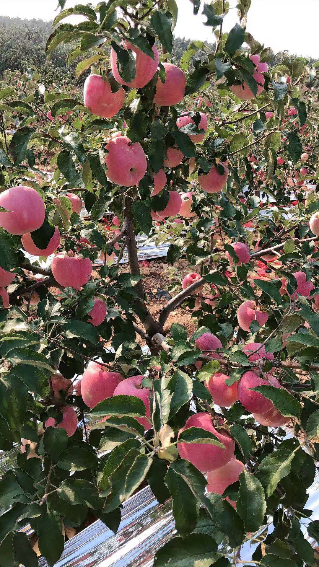 寒富苹果 绥中韩富大量上市