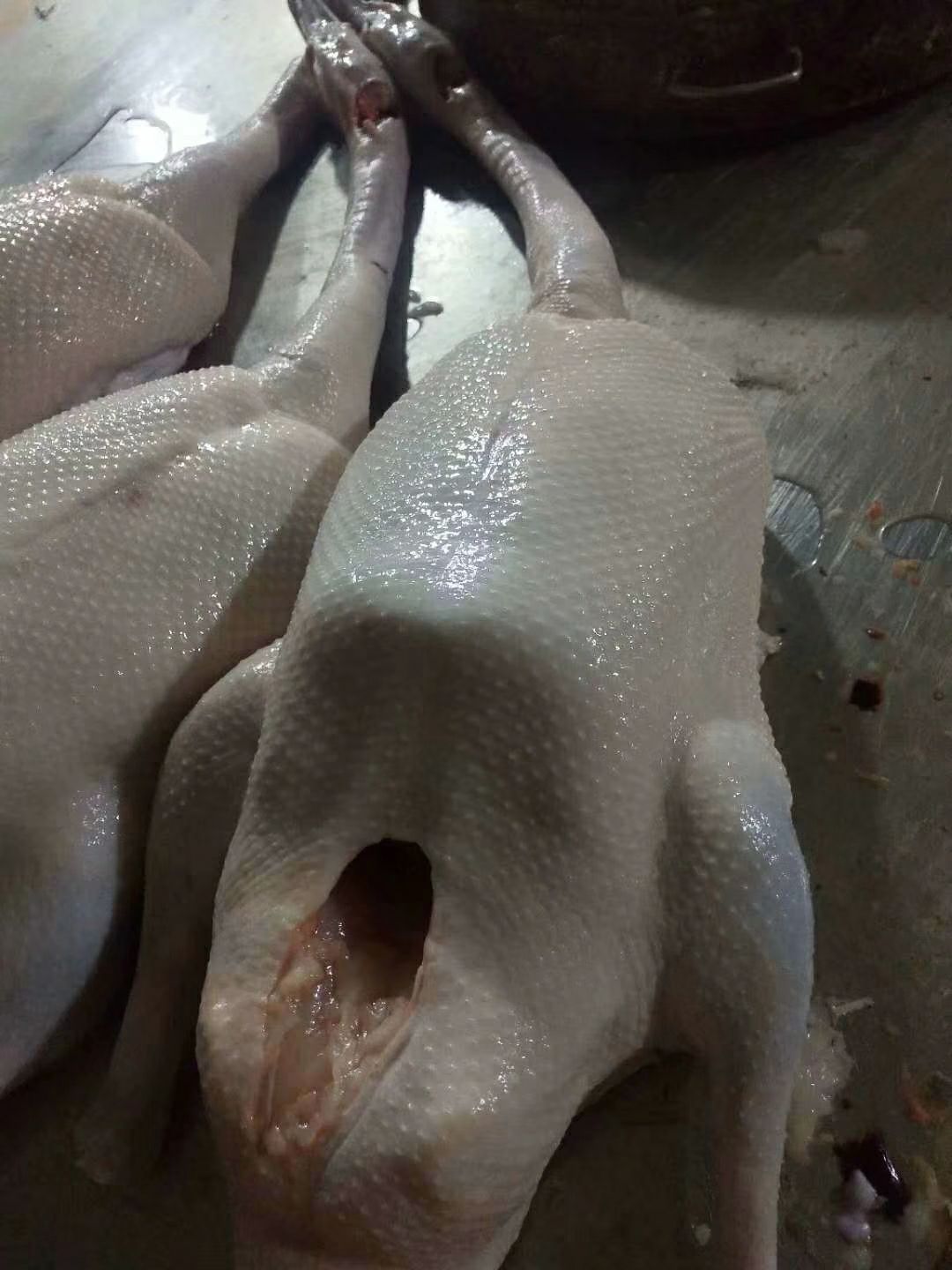 鹅肉类 广东清远黑棕鹅