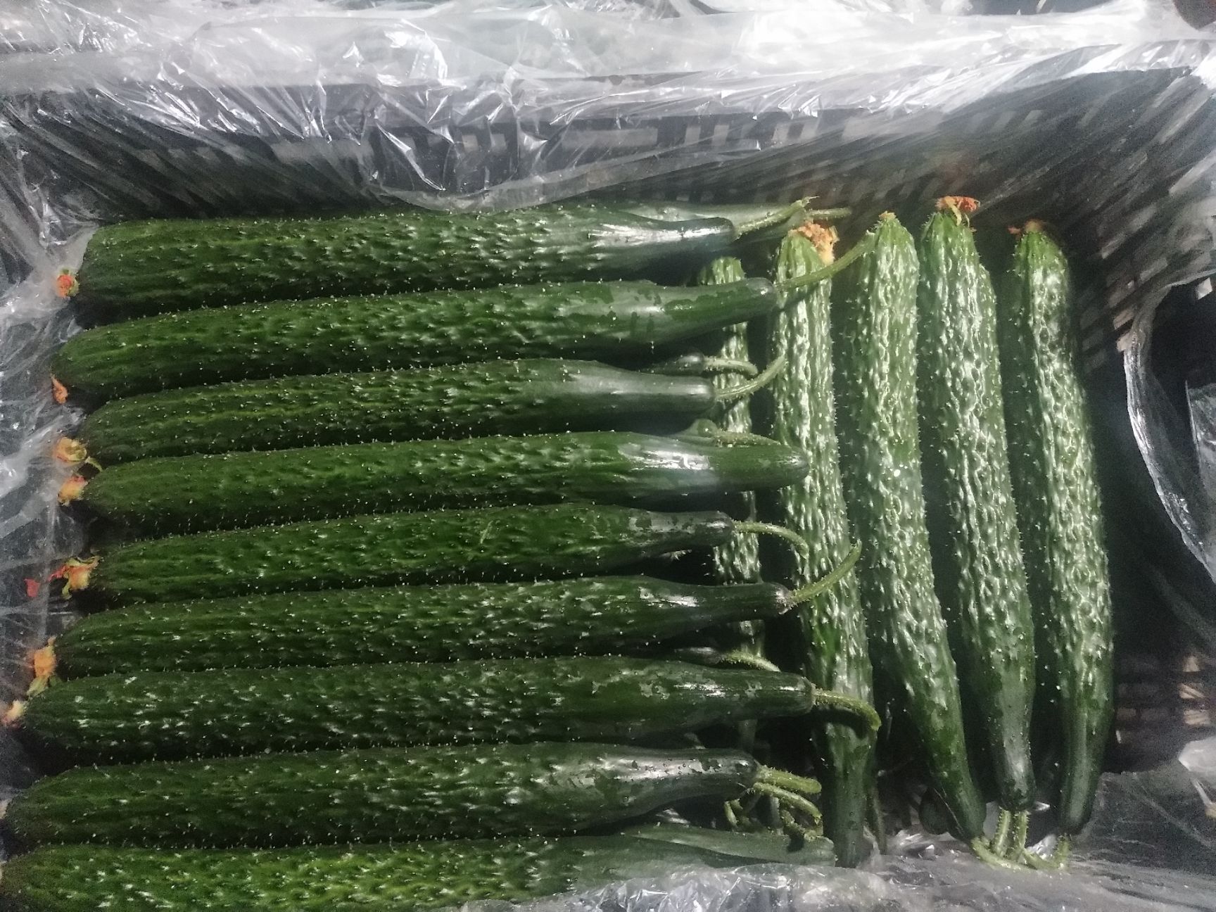  昆明黄瓜  向外供货  全年365天不断货 质量好  价格