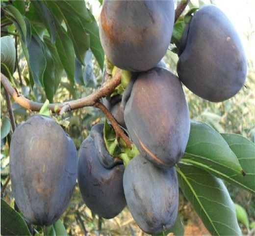 泰安黑柿苗 柿子苗基地 黑柿子树苗价格