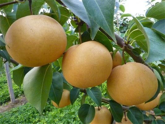 平邑县秋月梨树苗 现挖保湿发货  死苗免费补发