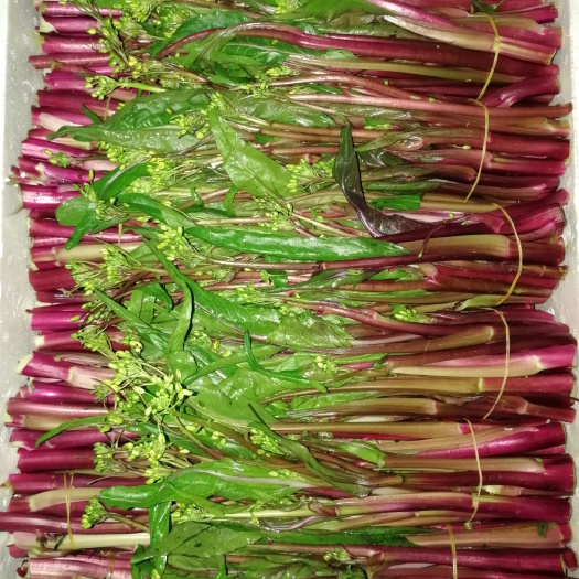 仙桃市 洪山菜苔