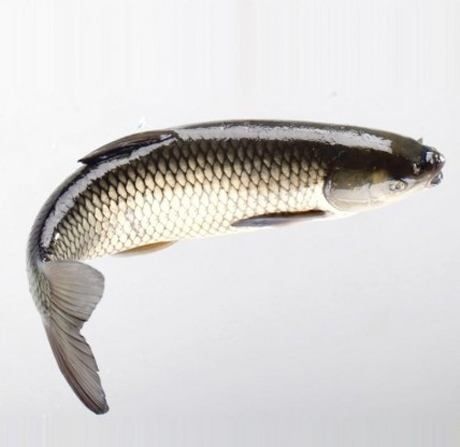 芷江县 大量网箱草鱼、雄鱼、叉尾、青鱼低价供应
